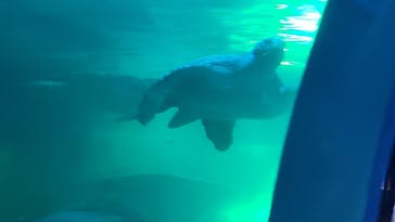 しながわ水族館に投稿された画像（2024/8/11）