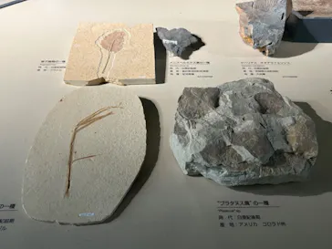 福井県立恐竜博物館に投稿された画像（2024/8/11）