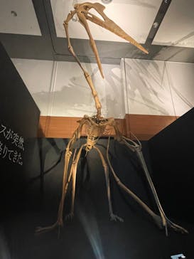 DinoScience 恐竜科学博 ～ララミディア大陸の恐竜物語～ 2024@OSAKAに投稿された画像（2024/8/11）