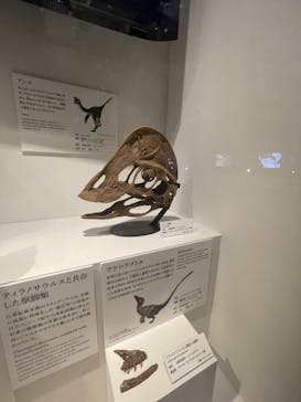 DinoScience 恐竜科学博 ～ララミディア大陸の恐竜物語～ 2024@OSAKAに投稿された画像（2024/8/11）