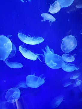 サンシャイン水族館に投稿された画像（2024/8/11）