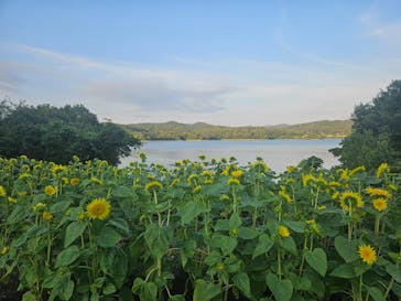 博物館 明治村に投稿された画像（2024/8/11）
