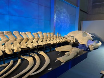 巨大恐竜展2024に投稿された画像（2024/8/11）