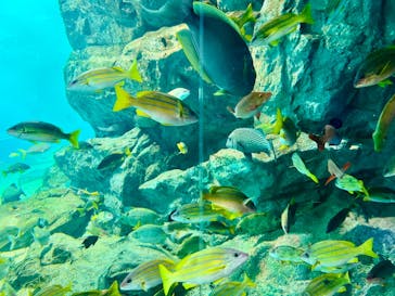 マクセル アクアパーク品川に投稿された画像（2024/8/11）