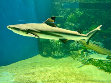 マクセル アクアパーク品川に投稿された画像（2024/8/11）