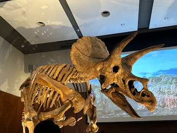 DinoScience 恐竜科学博 ～ララミディア大陸の恐竜物語～ 2024@OSAKAに投稿された画像（2024/8/11）