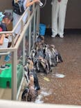 アクアワールド茨城県大洗水族館に投稿された画像（2024/8/11）
