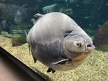 世界淡水魚園水族館　アクア・トトぎふに投稿された画像（2024/8/12）
