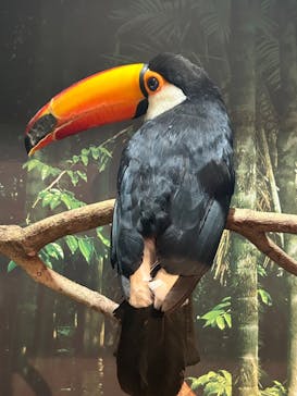 世界淡水魚園水族館　アクア・トトぎふに投稿された画像（2024/8/11）