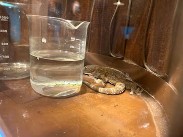 世界淡水魚園水族館　アクア・トトぎふに投稿された画像（2024/8/11）