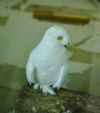 天王寺動物園に投稿された画像（2024/8/11）