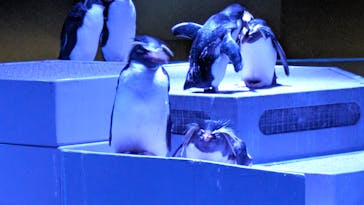 AOAO SAPPOROに投稿された画像（2024/8/11）