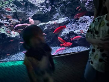 大分マリーンパレス水族館 「うみたまご」に投稿された画像（2024/8/11）