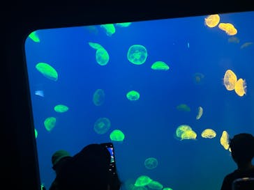 大分マリーンパレス水族館 「うみたまご」に投稿された画像（2024/8/11）