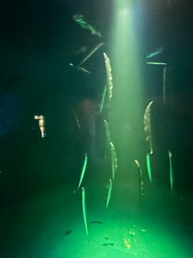 大分マリーンパレス水族館 「うみたまご」に投稿された画像（2024/8/11）