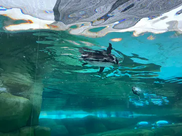 天王寺動物園に投稿された画像（2024/8/11）