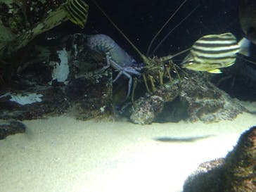 下田海中水族館に投稿された画像（2024/8/11）