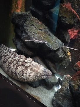 上越市立水族博物館 うみがたりに投稿された画像（2024/8/11）