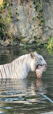 群馬サファリパークに投稿された画像（2024/8/11）