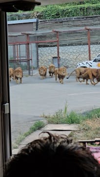 群馬サファリパークに投稿された画像（2024/8/11）