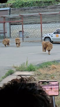 群馬サファリパークに投稿された画像（2024/8/11）