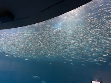 名古屋港水族館に投稿された画像（2024/8/11）