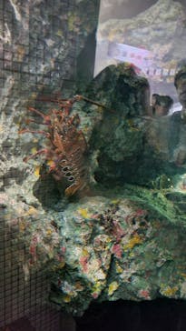 葛西臨海水族園に投稿された画像（2024/8/11）