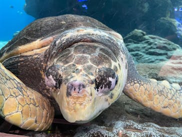 名古屋港水族館に投稿された画像（2024/8/11）