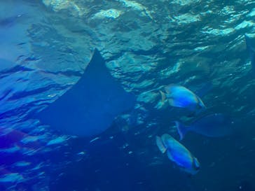 名古屋港水族館に投稿された画像（2024/8/11）