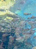 上越市立水族博物館 うみがたりに投稿された画像（2024/8/12）
