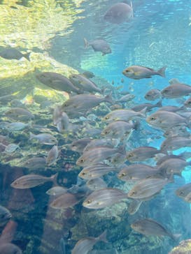 上越市立水族博物館 うみがたりに投稿された画像（2024/8/11）