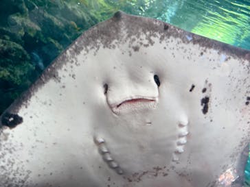 上越市立水族博物館 うみがたりに投稿された画像（2024/8/11）