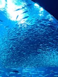 アクアワールド茨城県大洗水族館に投稿された画像（2024/8/12）