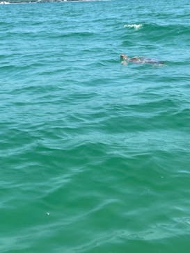 奄美シーランドに投稿された画像（2024/8/12）