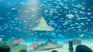 サンシャイン水族館に投稿された画像（2024/8/12）