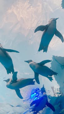 サンシャイン水族館に投稿された画像（2024/8/12）