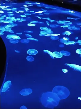 すみだ水族館に投稿された画像（2024/8/12）