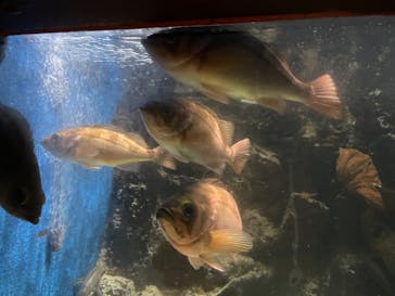 越前松島水族館に投稿された画像（2024/8/12）