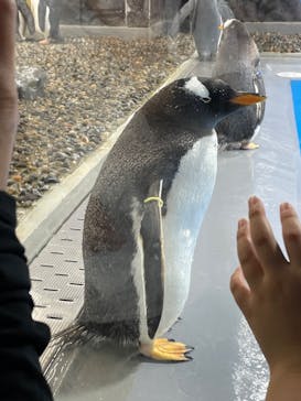 越前松島水族館に投稿された画像（2024/8/12）