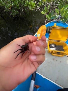 西表島 ADVENTURE PiPi（アドベンチャーピピ）に投稿された画像（2024/8/11）