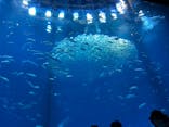 アクアワールド茨城県大洗水族館に投稿された画像（2024/8/12）