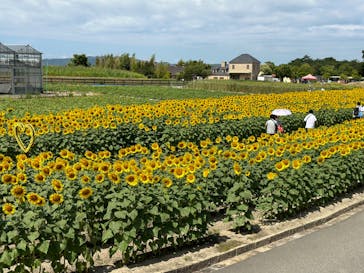 淡路ファームパーク イングランドの丘に投稿された画像（2024/8/12）
