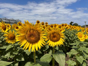淡路ファームパーク イングランドの丘に投稿された画像（2024/8/12）