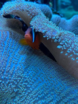 大分マリーンパレス水族館 「うみたまご」に投稿された画像（2024/8/12）