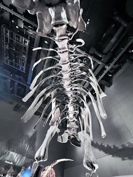 福井県立恐竜博物館に投稿された画像（2024/8/12）