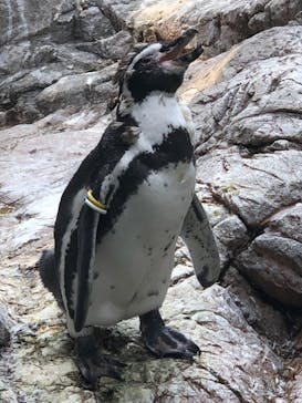 よこはま動物園ズーラシアに投稿された画像（2024/8/12）