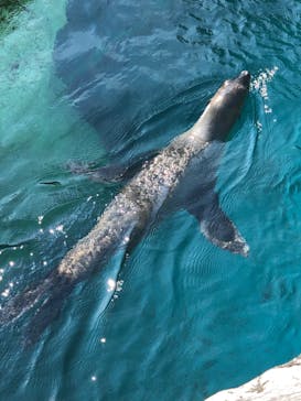 よこはま動物園ズーラシアに投稿された画像（2024/8/12）