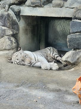 東武動物公園に投稿された画像（2024/8/12）