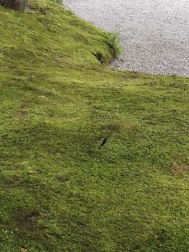 足立美術館に投稿された画像（2024/8/12）