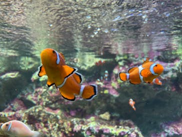 サンシャイン水族館に投稿された画像（2024/8/12）